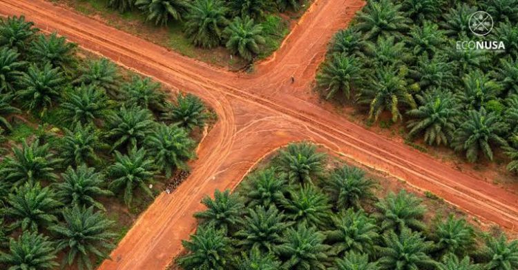 denda kebun sawit di kawasan hutan