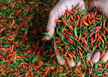 Tembus Rp100 Ribu per Kilogram, Harga Cabai Merah dan Rawit Makin Pedas