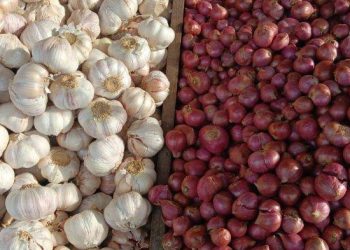 harga bawang merah dan bawang putih