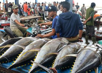 Produksi Ikan Tuna Indonesia Capai 1,49 Ton, Berkontribusi hingga 18% Permintaan Dunia