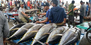 Produksi Ikan Tuna Indonesia Capai 1,49 Ton, Berkontribusi hingga 18% Permintaan Dunia