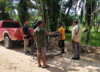 BBKSDA Riau Pasang Kandang Jebak di Pelalawan untuk Tangkap Beruang Madu