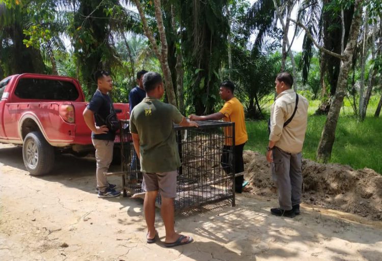 BBKSDA Riau Pasang Kandang Jebak di Pelalawan untuk Tangkap Beruang Madu