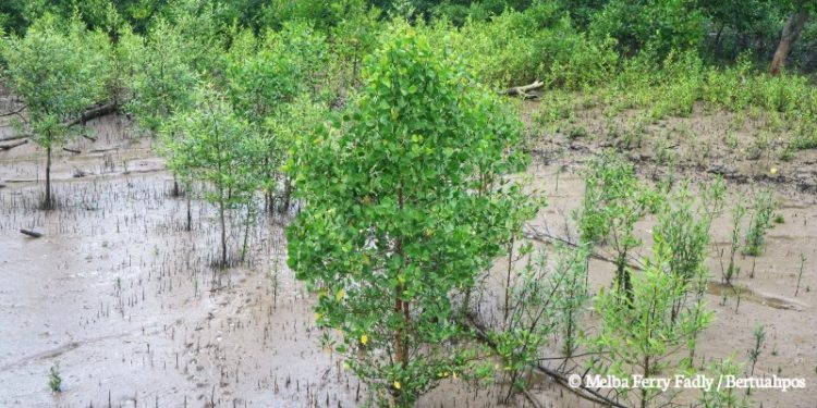 Ekosistem Mangrove Riau