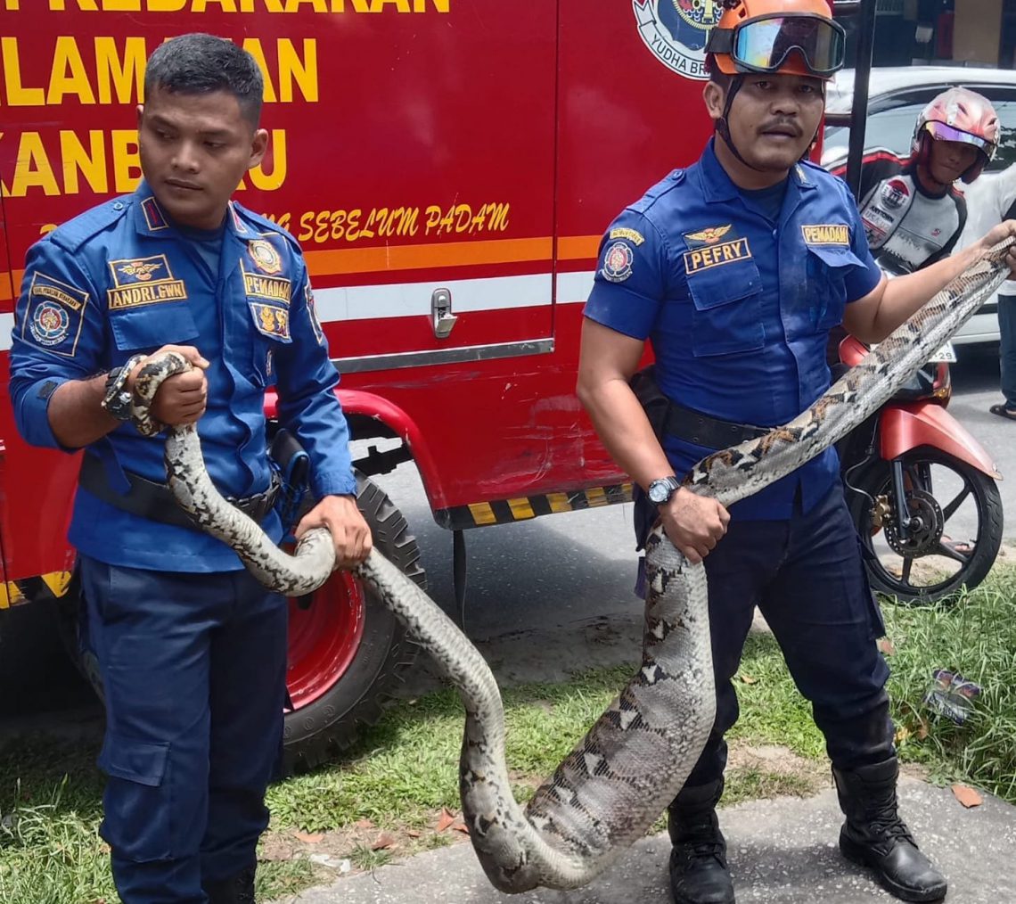 Damkar Pekanbaru Evakuasi Ular Piton Sepanjang 4 Meter dari Selokan