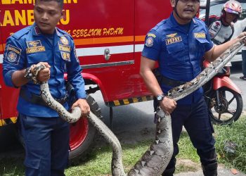 Damkar Pekanbaru Evakuasi Ular Piton Sepanjang 4 Meter dari Selokan