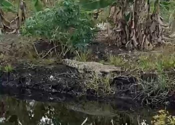 Sekelompok Buaya Muncul di Dusun 4 Parit Jang Kedaburapat Kepulauan Meranti