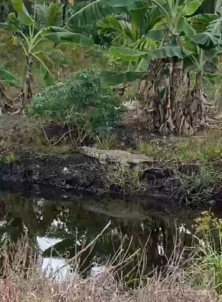 Sekelompok Buaya Muncul di Dusun 4 Parit Jang Kedaburapat Kepulauan Meranti