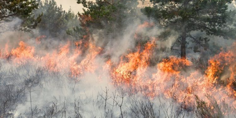 Berikut Daerahnya, Total Sudah 9 Daerah di Riau Tetapkan Status Siaga Darurat Karhutla