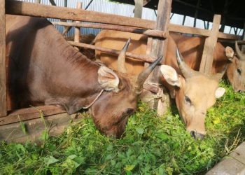 Permintaan Pasar Tinggi, Peluang Usaha Penggemukan Sapi di Pekanbaru Sangat Menjanjikan