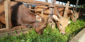 Permintaan Pasar Tinggi, Peluang Usaha Penggemukan Sapi di Pekanbaru Sangat Menjanjikan