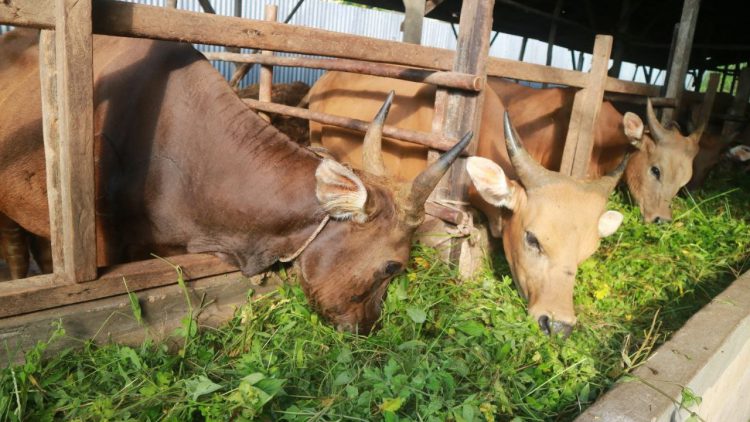 Permintaan Pasar Tinggi, Peluang Usaha Penggemukan Sapi di Pekanbaru Sangat Menjanjikan