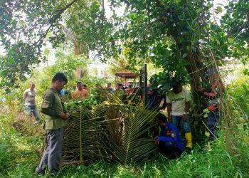 Beruang Madu Masuk Permukiman Warga di Bengkalis, BBKSDA Riau Pasang Perangkap