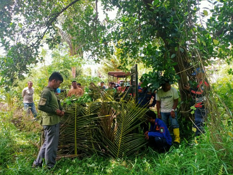 Beruang Madu Masuk Permukiman Warga di Bengkalis, BBKSDA Riau Pasang Perangkap