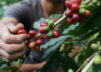 Kebun Kopi