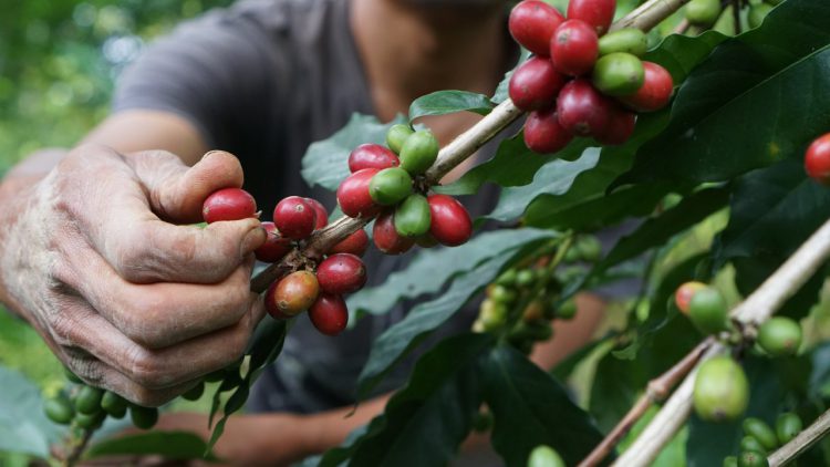 Kebun Kopi