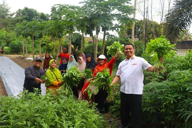 Calon Wakil Walikota Markarius Anwar Panen Sayur Bareng KWT Terbaik Pekanbaru