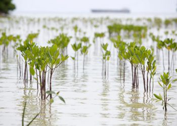 Pemprov Riau Klaim Rehabilitasi Ekosistem Gambut dan Mangrove Riau Sejalan dengan Prioritas Nasional, Hasilnya?