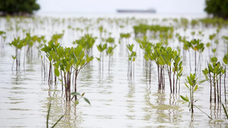 Pemprov Riau Klaim Rehabilitasi Ekosistem Gambut dan Mangrove Riau Sejalan dengan Prioritas Nasional, Hasilnya?