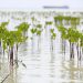 Pemprov Riau Klaim Rehabilitasi Ekosistem Gambut dan Mangrove Riau Sejalan dengan Prioritas Nasional, Hasilnya?