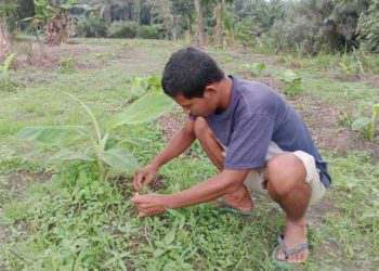 Priyanto salah satu penerima manfaat program pisang barangan sekaligus Anggota Kelompok Tani Maju Makmur.