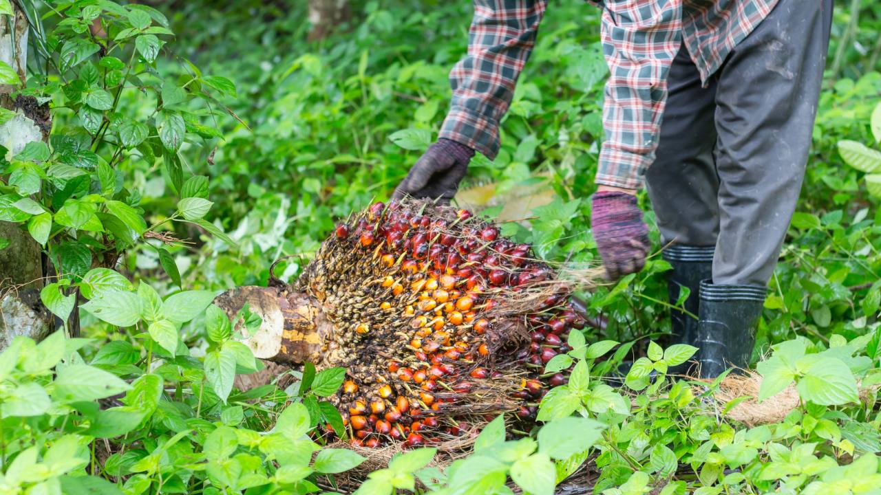 Kebun Sawit