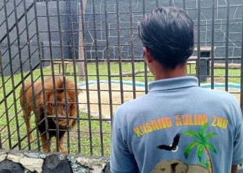 Kasang Kulim Zoo Kedatangan Singa Afrika