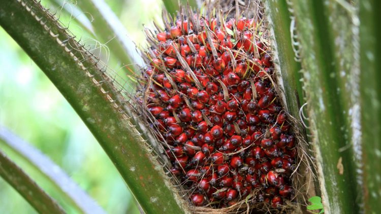 Harga TBS Kelapa Sawit Mitra Plasma Naik, Tapi Swadaya Turun, Berikut Ini Rinciannya