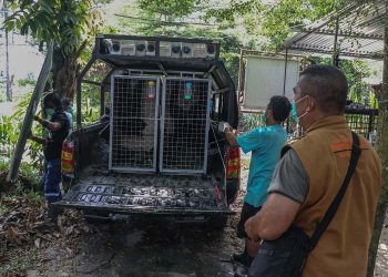 BBKSDA Riau Relokasi Empat Siamang ke Pusat Rehabilitasi di Sumatera Selatan