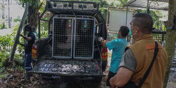 BBKSDA Riau Relokasi Empat Siamang ke Pusat Rehabilitasi di Sumatera Selatan