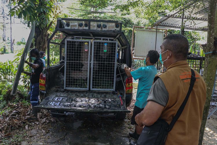 BBKSDA Riau Relokasi Empat Siamang ke Pusat Rehabilitasi di Sumatera Selatan