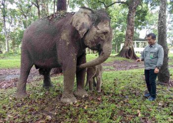 Selamat, Bayi Gajah Sumatera Lahir di TWA Buluh Cina dengan Bobot 104 Kg