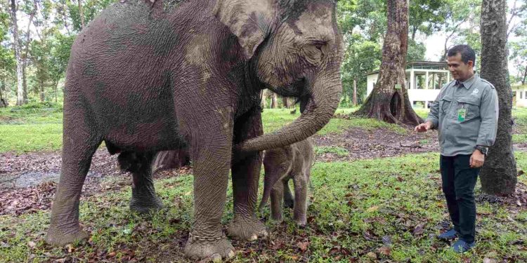 Selamat, Bayi Gajah Sumatera Lahir di TWA Buluh Cina dengan Bobot 104 Kg