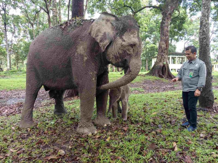 Selamat, Bayi Gajah Sumatera Lahir di TWA Buluh Cina dengan Bobot 104 Kg