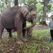 Selamat, Bayi Gajah Sumatera Lahir di TWA Buluh Cina dengan Bobot 104 Kg