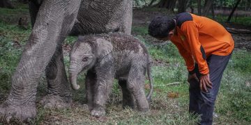 Ngatini, Gajah di TWA Buluh Cina Lahirkan Bayi Betina