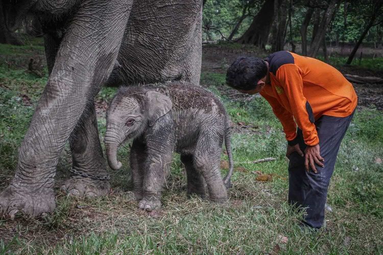 Ngatini, Gajah di TWA Buluh Cina Lahirkan Bayi Betina