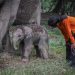 Ngatini, Gajah di TWA Buluh Cina Lahirkan Bayi Betina