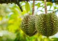 Tantangan Buah Durian untuk Jadi Komoditi Unggul dari Pisang hingga Mangga