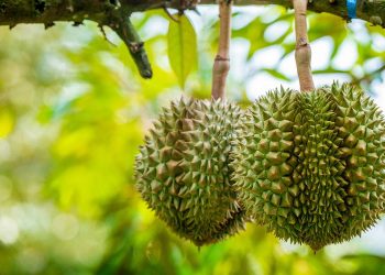 Tantangan Buah Durian untuk Jadi Komoditi Unggul dari Pisang hingga Mangga