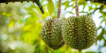 Tantangan Buah Durian untuk Jadi Komoditi Unggul dari Pisang hingga Mangga