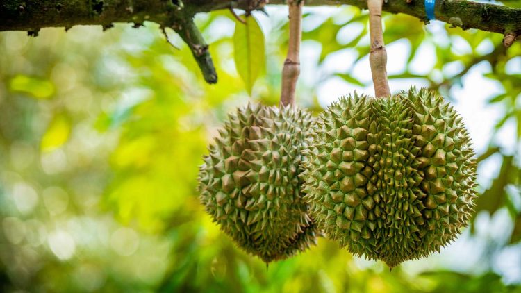 Tantangan Buah Durian untuk Jadi Komoditi Unggul dari Pisang hingga Mangga