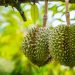 Tantangan Buah Durian untuk Jadi Komoditi Unggul dari Pisang hingga Mangga