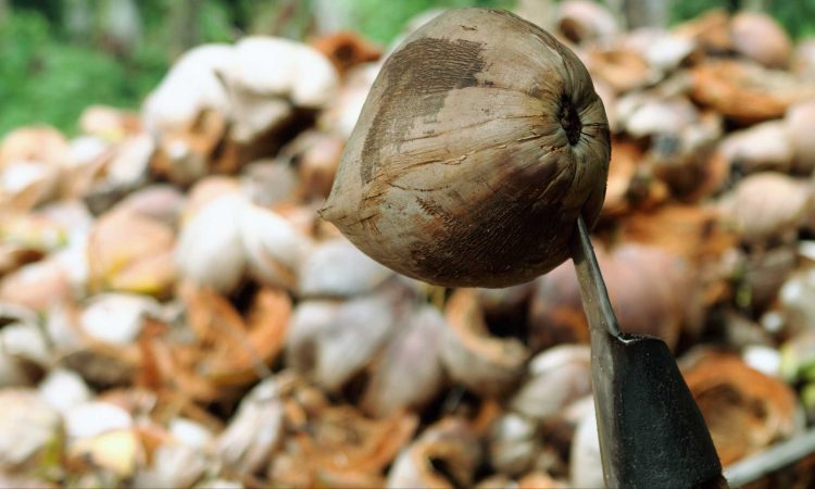 Petani Kelapa di Desa Simpang Gaung Mengeluh Hasil Panen Turun Drastis