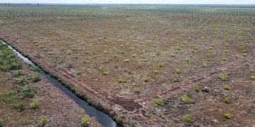 Lima Program Strategis Kementerian Kehutanan Dinilai Ambigu, WALHI Kritik Minimnya Perlindungan Hutan