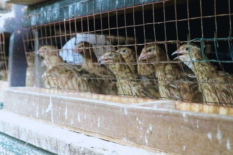 Persiapan dan Pemilihan Kandang Budidaya Puyuh Petelur Pemula