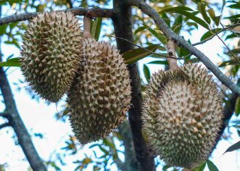 Mantan Penambang Pasir Sukses Jadi Petani Durian Montong di Kampar