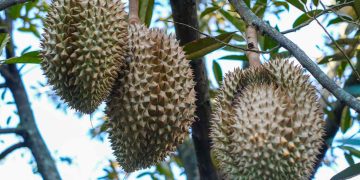 Mantan Penambang Pasir Sukses Jadi Petani Durian Montong di Kampar