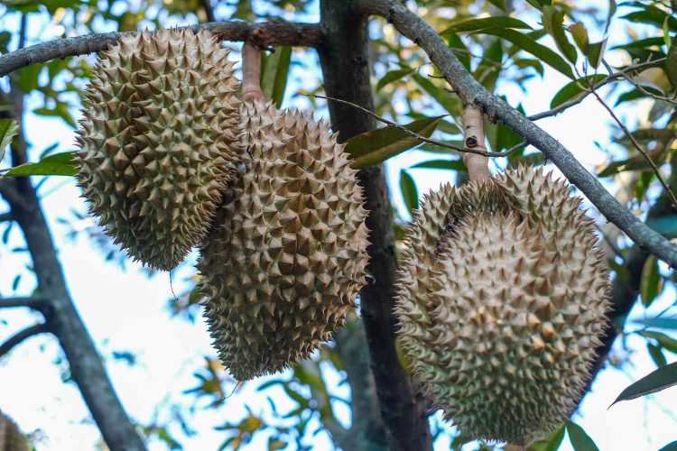 Mantan Penambang Pasir Sukses Jadi Petani Durian Montong di Kampar