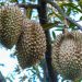 Mantan Penambang Pasir Sukses Jadi Petani Durian Montong di Kampar